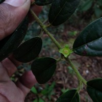 Lasianthus thwaitesii var. thwaitesii